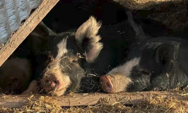 Hogs stolen from Pueblo farm